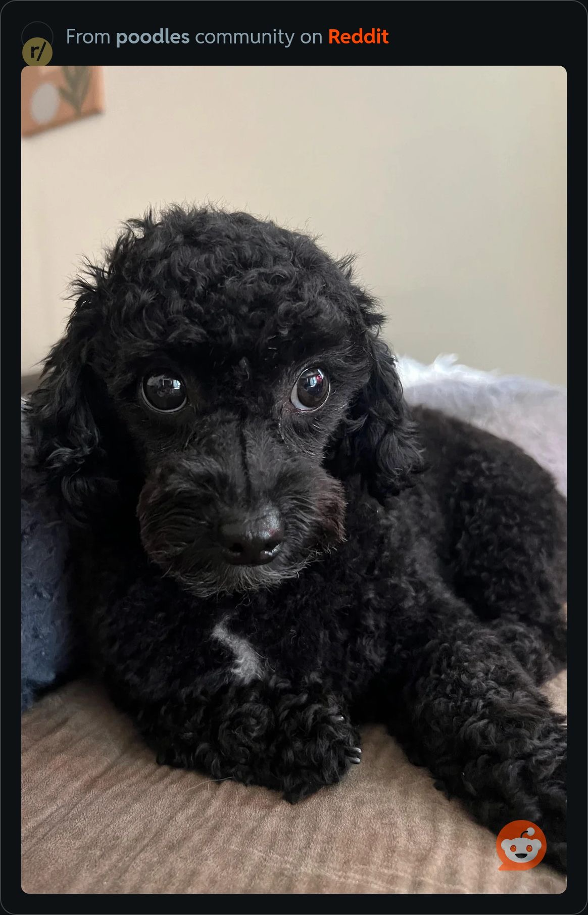 Cosmo — Black Miniature Poodle